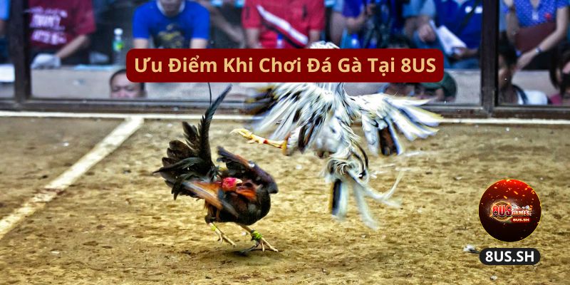 Đá Gà 8US: Nơi Đặt Cược Các Trận Đấu Đỉnh Cao 2025 3 uu-diem-khi-choi-da-ga-tai-8us