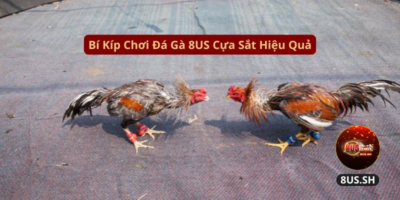 Cách Chơi Đá Gà Cựa Sắt 8US Có Thưởng Cao 2025 3 Đá Gà Cựa Sắt