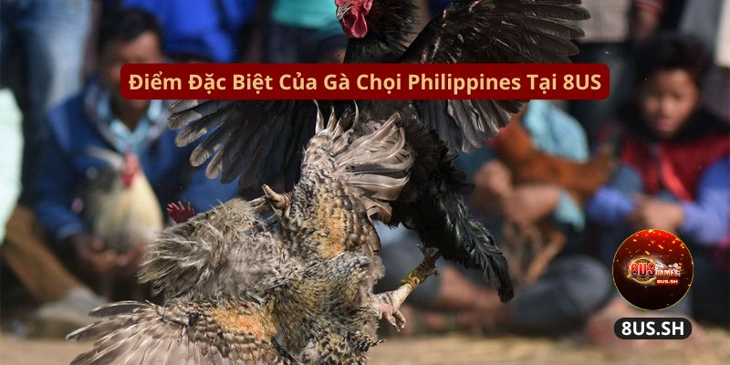Đá Gà Philippines 4.0: 8US Trang Kiếm Tiền Thông Thái 3 diem dac biet cua ga choi philippines tai 8us