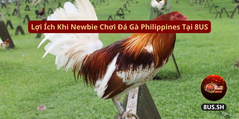 Đá Gà Philippines 4.0: 8US Trang Kiếm Tiền Thông Thái 5 Đá Gà Philippines