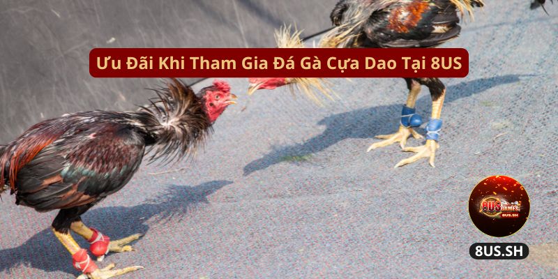 Đá gà cựa dao 4D: Trò Chơi Cá Độ Kê LIVE 24/7 5 uu dai khi tham gia da ga cua dao tai 8us