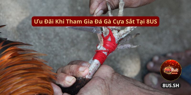 Cách Chơi Đá Gà Cựa Sắt 8US Có Thưởng Cao 2025 4 Đá Gà Cựa Sắt